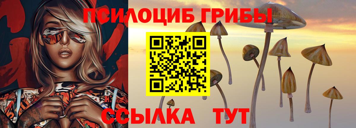 Псилоцибиновые грибы Psilocybe Владимир